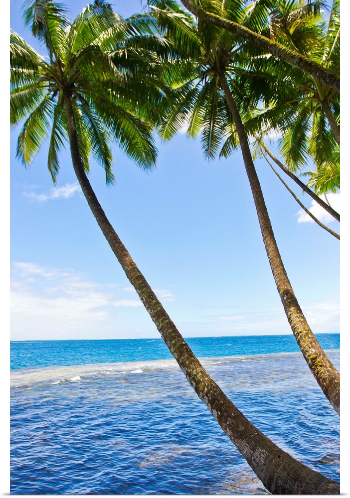 Tall and skinny palm trees line the coast of Tahiti in the French Polynesian islands.