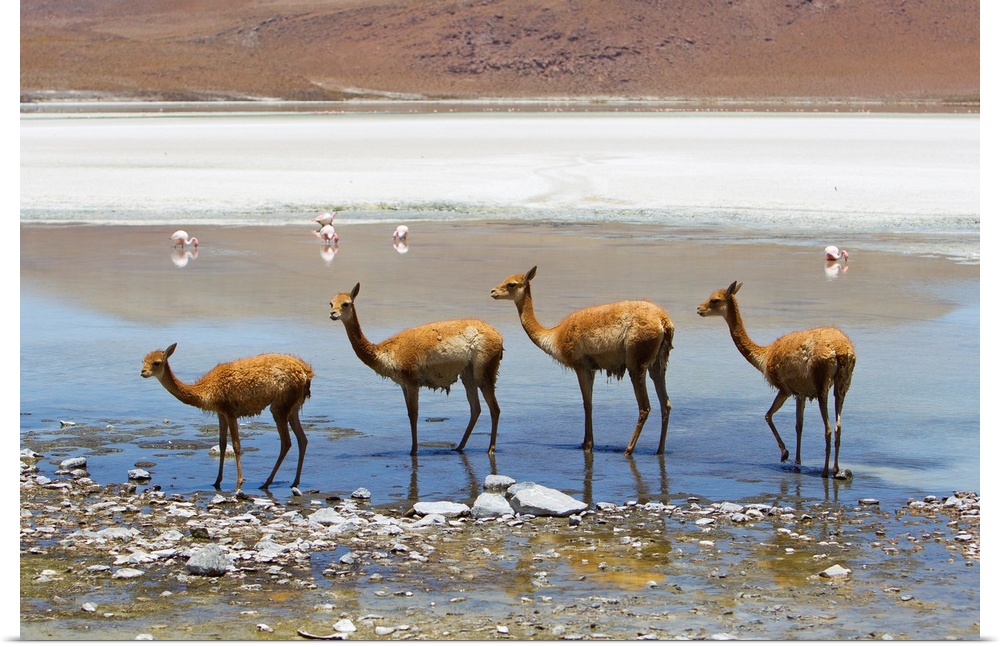 Vicunas standing in a row at a lagoon.