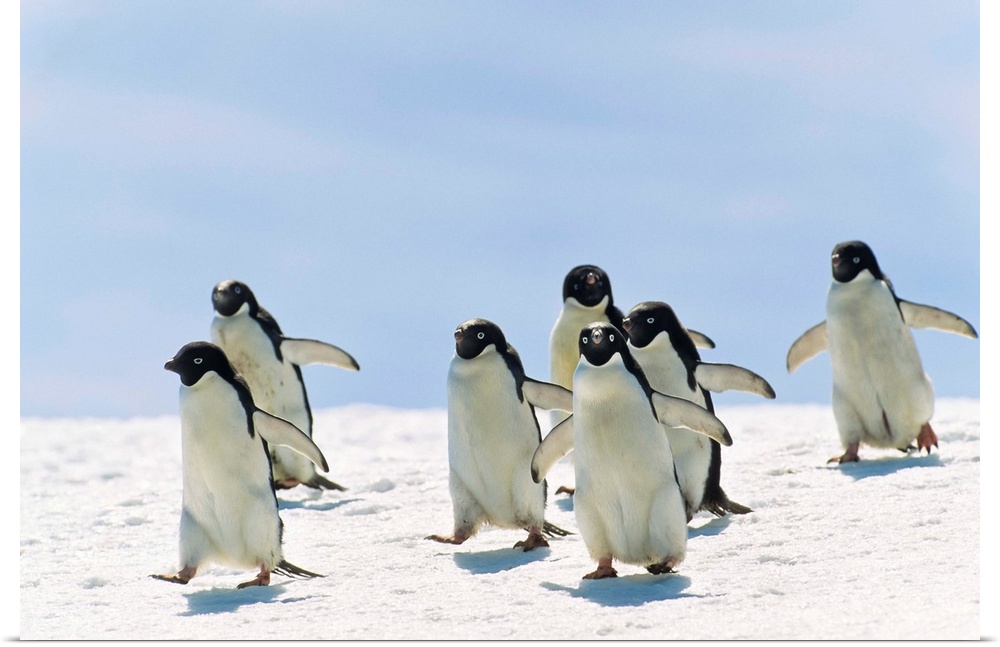 Adelie Penguin group running, Antarctica