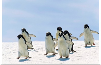 Adelie Penguin group running, Antarctica