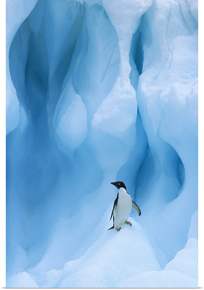 Adelie Penguin (Pygoscelis adeliae) on iceberg, South Shetland Islands, Antarctic Peninsula
