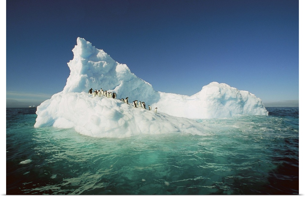 Adelie Penguin (Pygoscelis adeliae) group, Terre Adelie Land, east Antarctica
