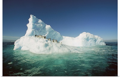 Adelie Penguin (Pygoscelis adeliae) group, Terre Adelie Land, east Antarctica