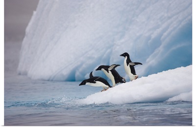 Adelie Penguin trio diving off iceberg