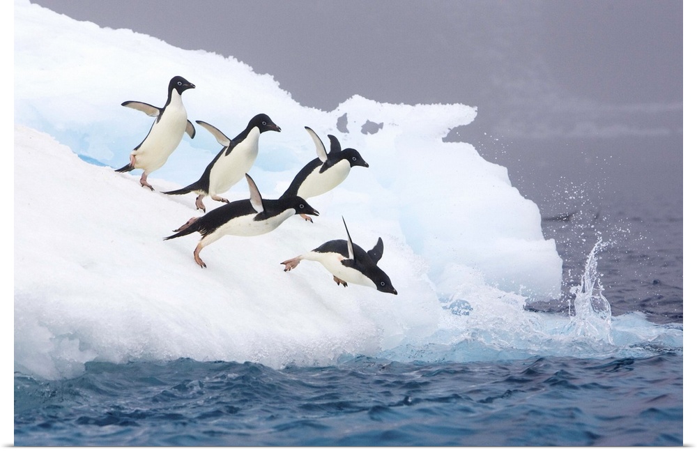 Adelie Penguin (Pygoscelis adeliae) diving off iceberg, Paulet Island, Antarctica