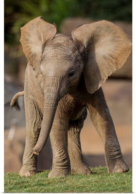 African Elephant calf displaying, native to Africa