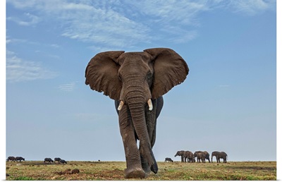 African Elephant female in defensive posture with herd in the background, Botswana
