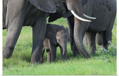 African Elephant females protecting calf, Amboseli National Park, Kenya