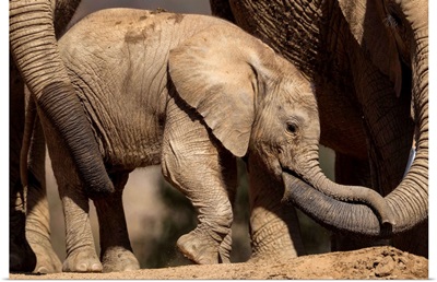 African Elephant females tending to calf, native to Africa