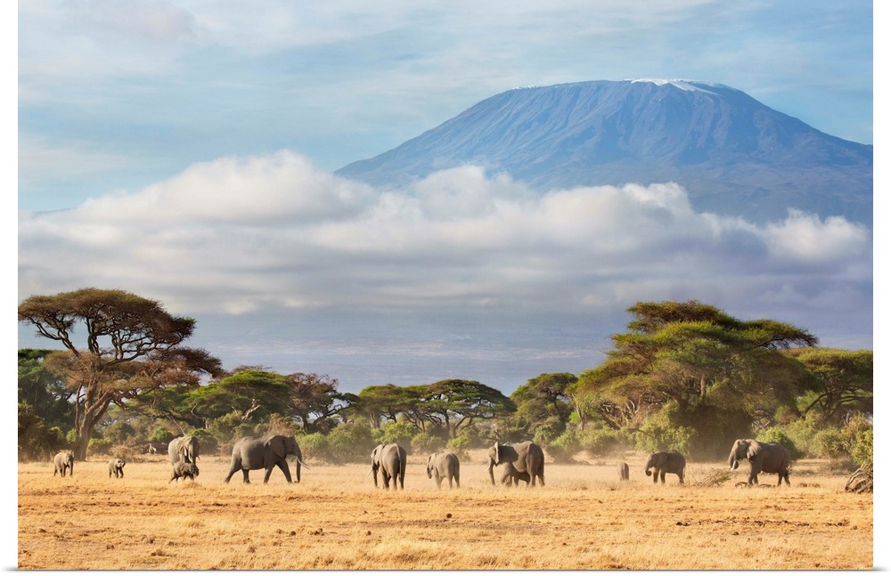 African Elephant (Loxodonta africana) herd in savanna, Mount Kilimanjaro, Amboseli National Park, Kenya.