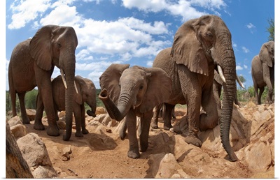 African Elephant herd, Mpala Research Centre, Kenya