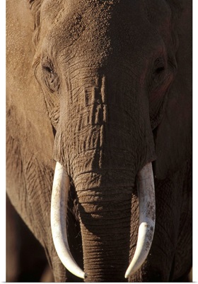 African Elephant (Loxodonta africana) male portrait with long tusks, Kenya