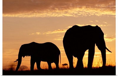 African Elephant (Loxodonta africana) mother and calf silhouetted at sunset, Kenya