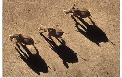 African Elephant (Loxodonta africana) trio aerial with shadows, Africa