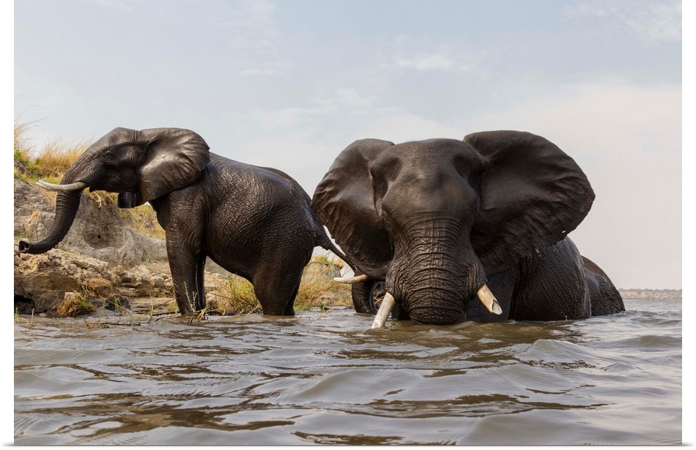 African Elephant (Loxodonta africana) pair in river, Chobe River, Botswana.