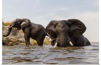 African Elephant pair in river, Chobe River, Botswana
