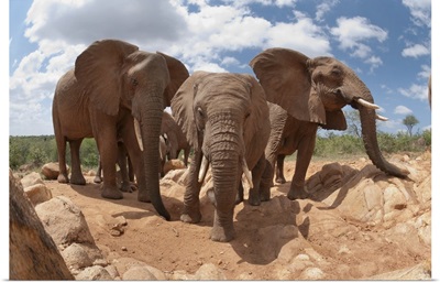 African Elephant trio, Mpala Research Centre, Kenya