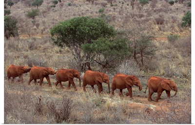 African Elephant young orphans walking in a line to stockade