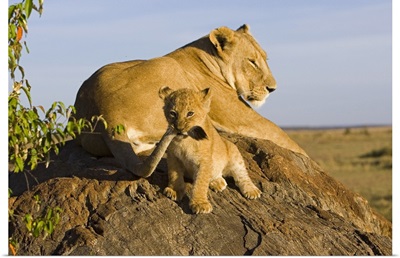 African Lion cub playing with its mother's tail, vulnerable, Masai Mara National Reserve