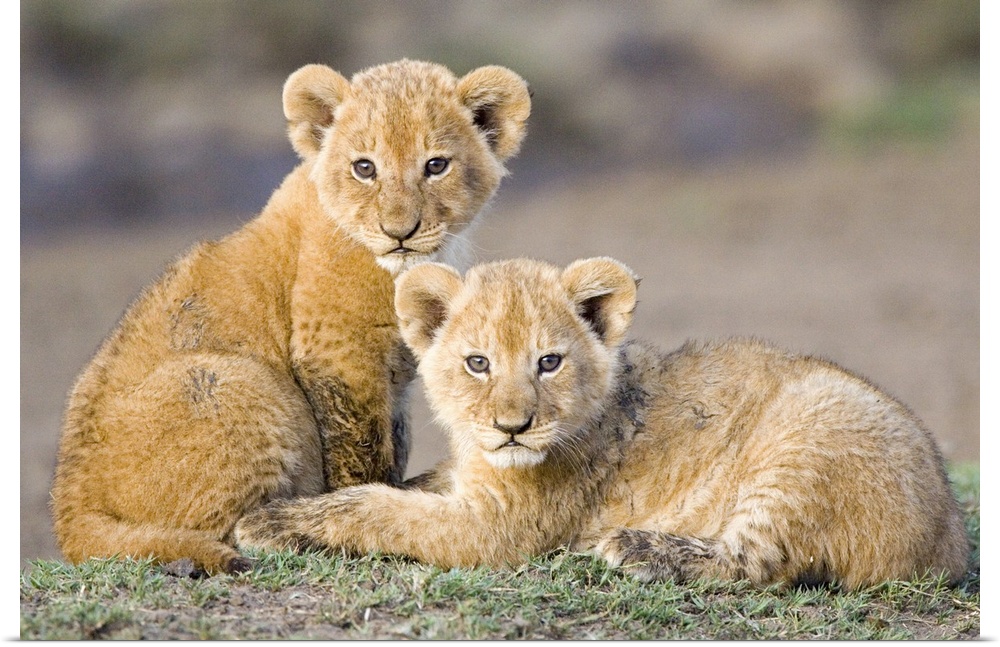 African Lion (Panthera leo) four to five week old cubs, vulnerable, Masai Mara National Reserve, Kenya