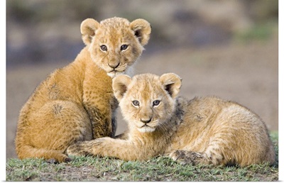 African Lion four to five week old cubs