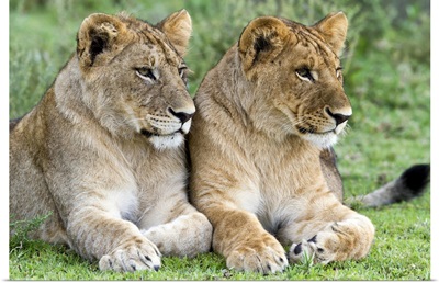 African Lion juvenile males, Serengeti National Park, Tanzania