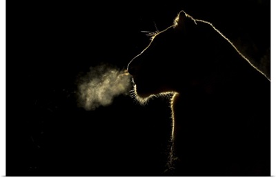 African Lion lioness breathing at night, Sabi Sands Game Reserve, South Africa