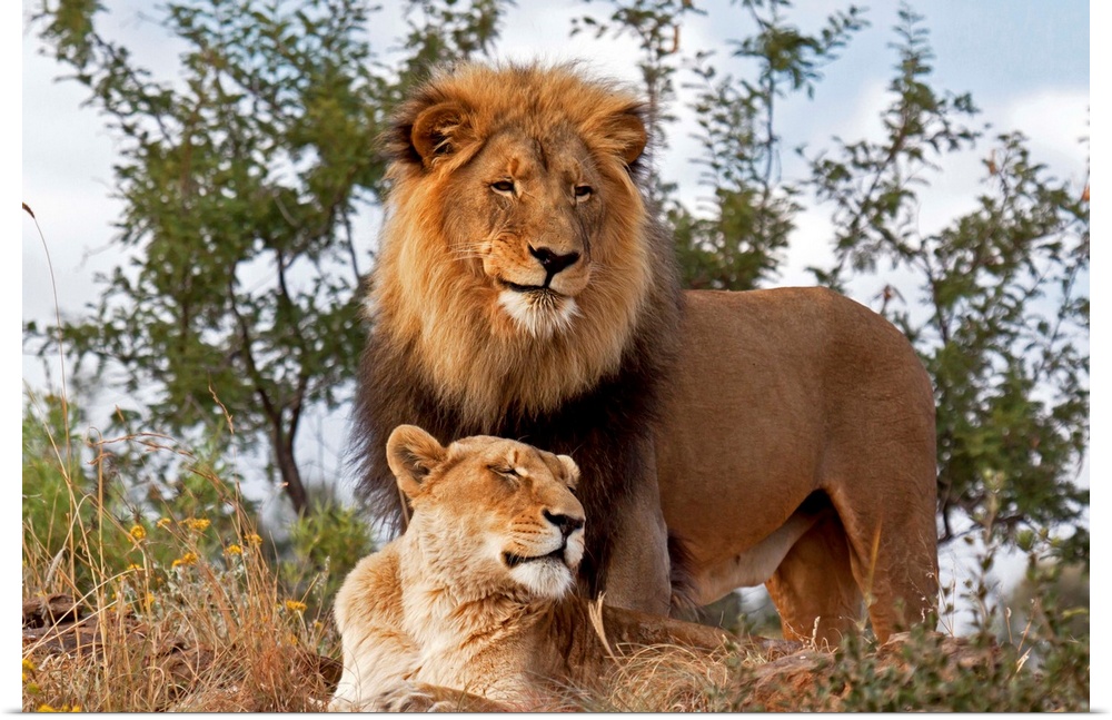 African Lion (Panthera leo) male and female, Botswana.