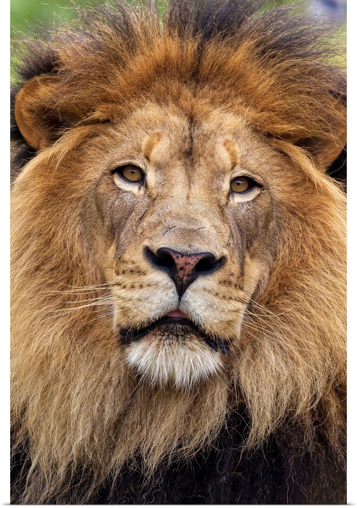 African Lion male, native to Africa