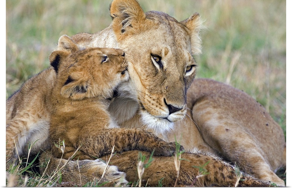 Photograph of wildcat with it's young that is approximately 8 weeks old,  in the Masai Mara National Reserve of Kenya.
