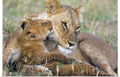 African Lion mother and young cubs