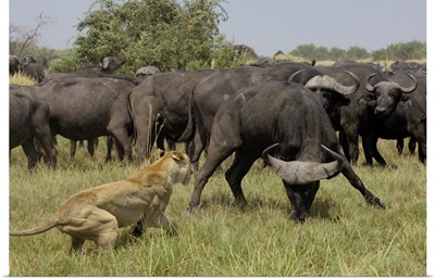 African Lion (Panthera leo) fending off Cape Buffalo (Syncerus caffer), Africa