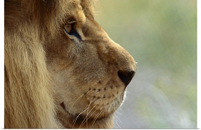 African Lion (Panthera leo) male portrait