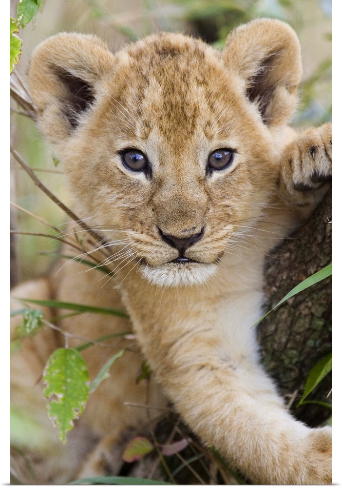 African Lion (Panthera leo) six to seven week old cub, vulnerable, Masai Mara National Reserve, Kenya