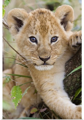 African Lion six to seven week old cub