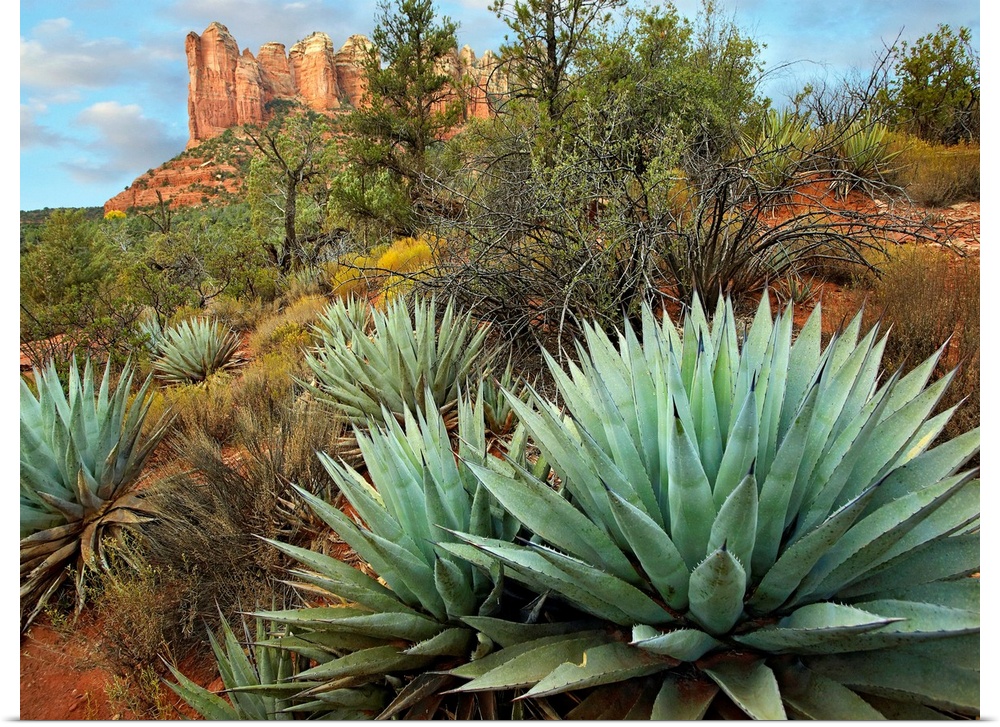 Dessert plants growing in the foreground of this photograph of a famous geographic feature.