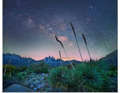 Agave At Night, Organ Mountains-Desert Peaks NM, New Mexico