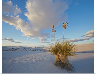 Agave On Dunes, White Sands NM, New Mexico