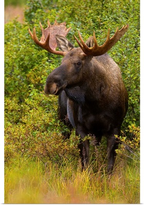 Alaska Moose on Fall Tundra Denali National Park
