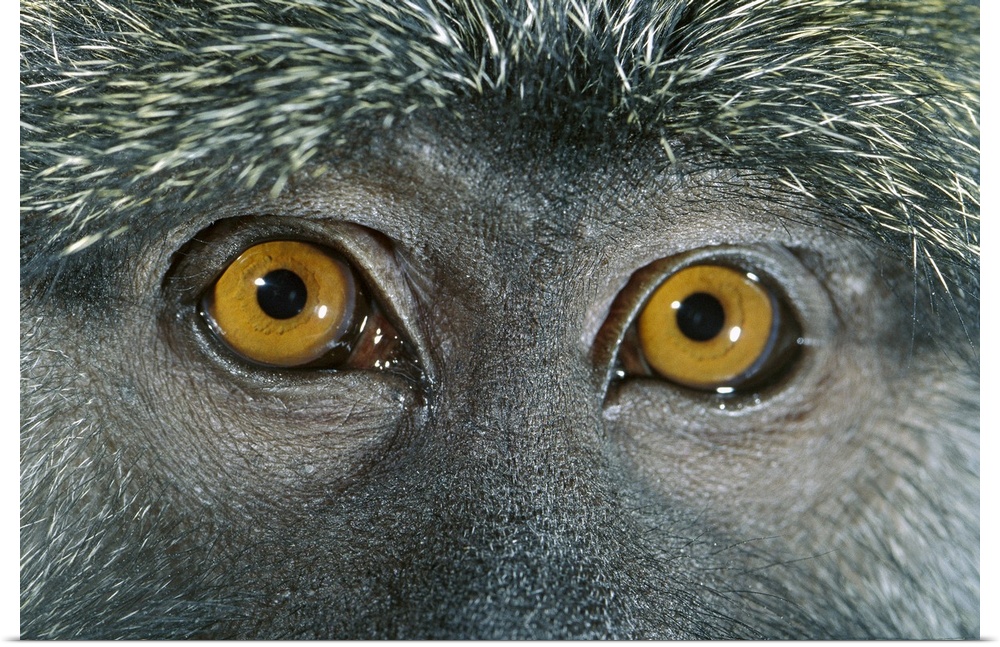 Allen's Swamp Monkey (Allenopithecus nigroviridis) detail of eyes, native to Africa