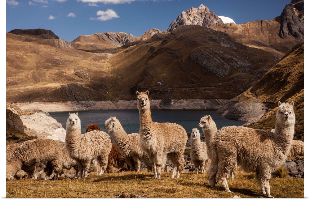 Alpacas grazing above Viconga lake, Cordillera Huayhuash, Andes mountains, northern Peru.