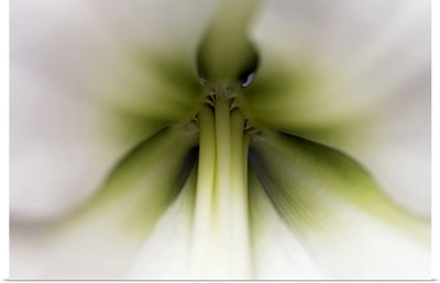 Amaryllis (Hippeastrum sp) flower, Netherlands