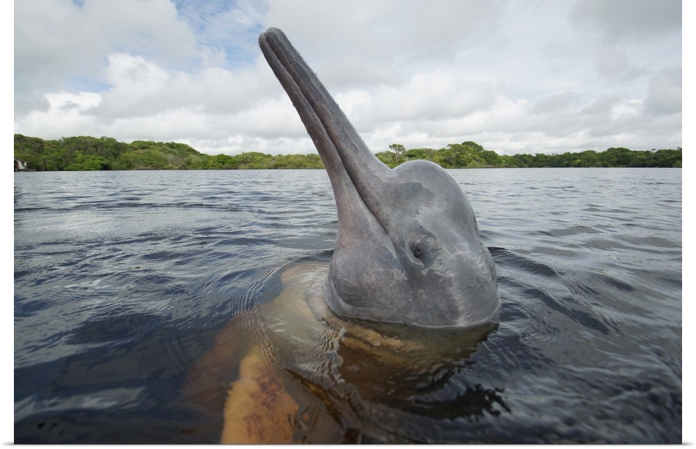 Amazon River Dolphin spy-hopping, Rio Negro, Brazil