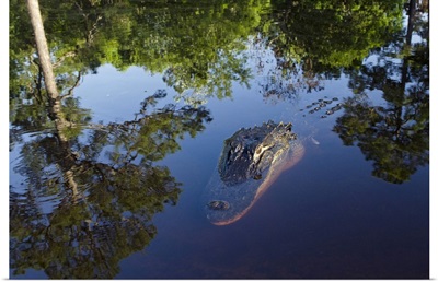 American Alligator on surface, Okefenokee National Wildlife Refuge, Florida