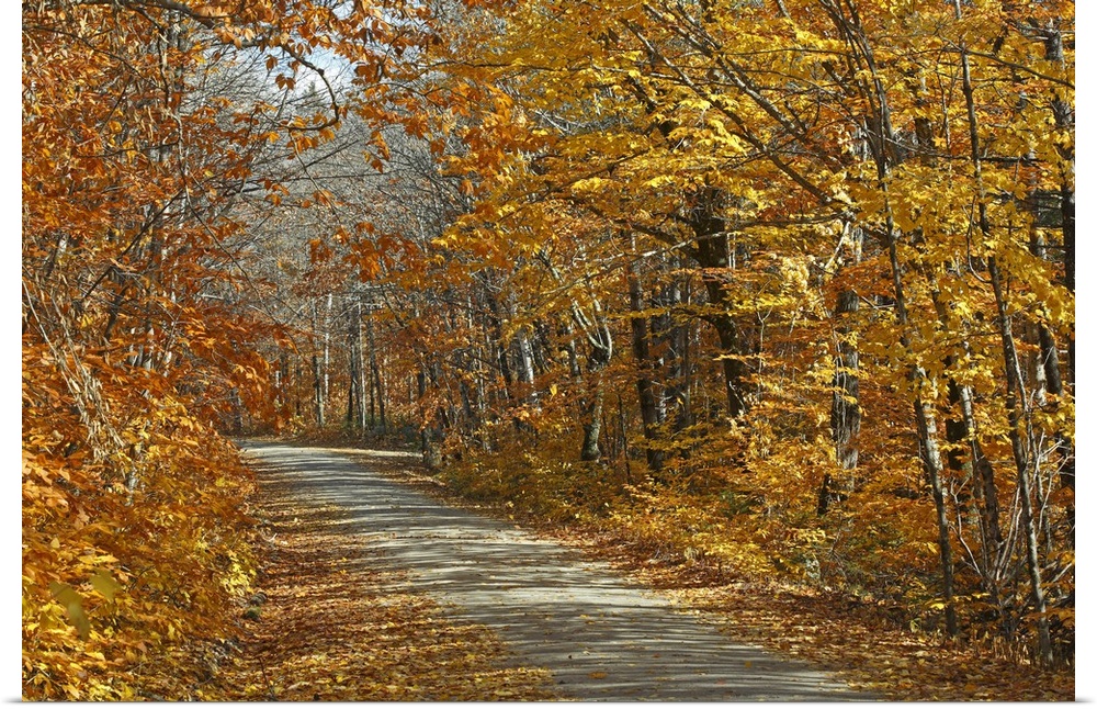 American beech Fagus grandifolia along road Baxter State Park, Maine in autumn
