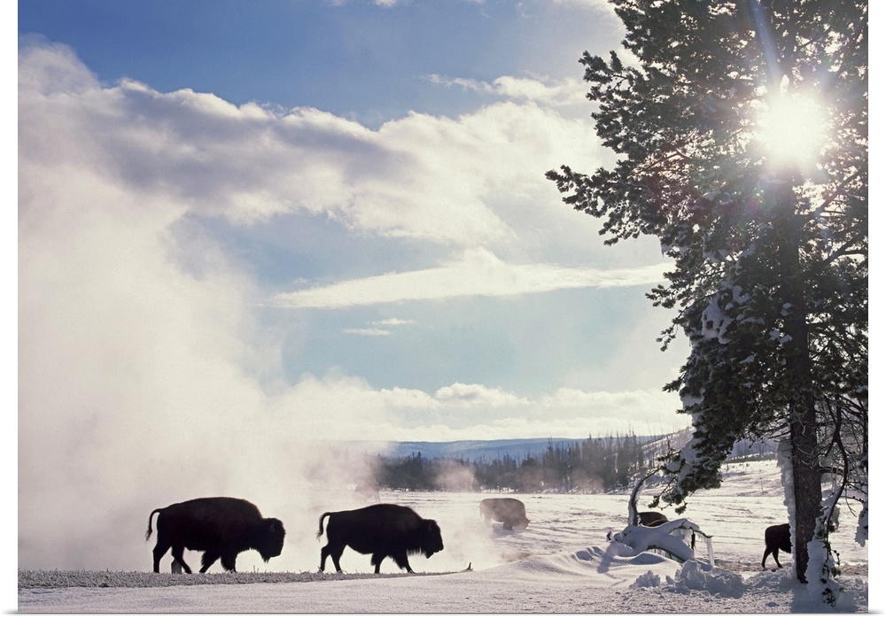 Horizontal, oversized photograph of a group of American bison stirring up a white cloud on a snow covered landscape in Yel...