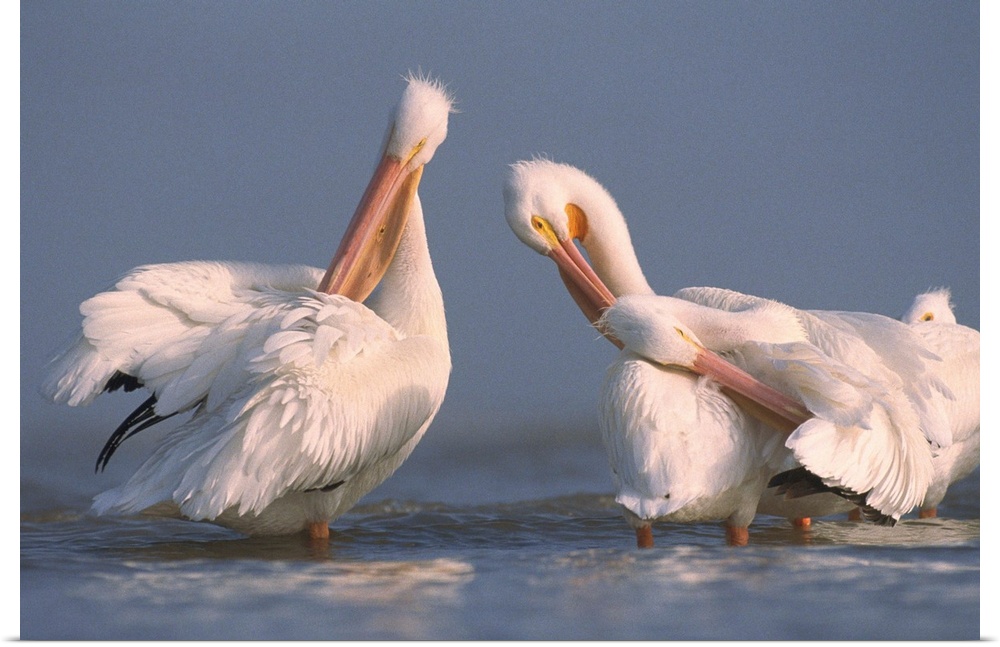 American White Pelican pair preening in shallow water, Texas Coast, Texas