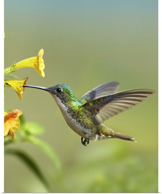 Andean Emerald (Amazilia franciae) hummingbird feeding on a yellow flower, Ecuador