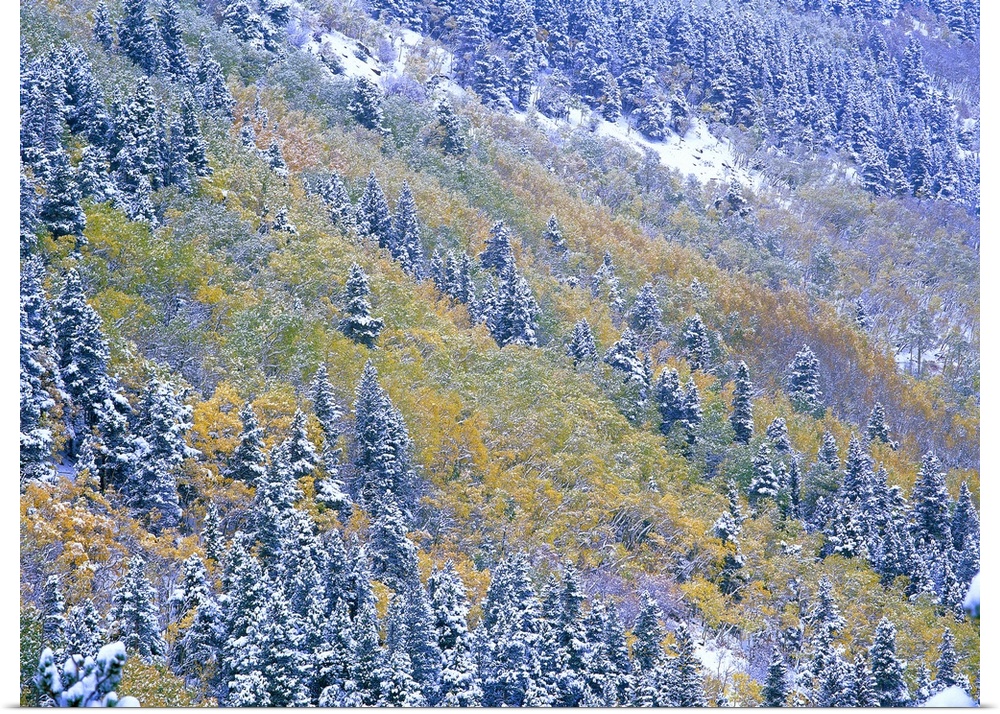 Aspen and Spruce trees dusted with snow, Rocky Mountain National Park, Colorado