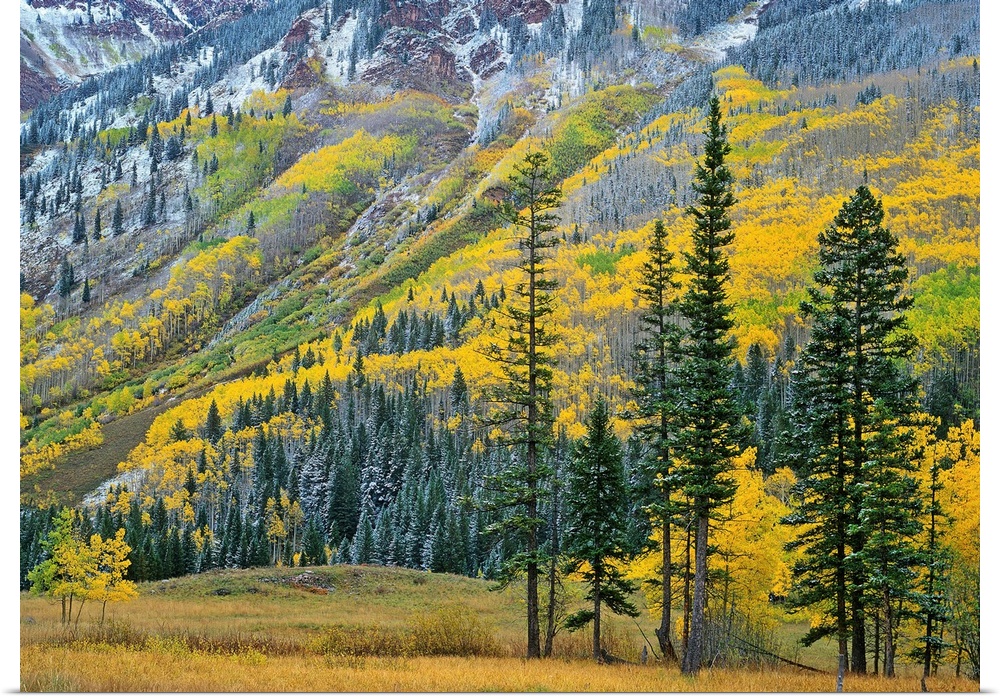 Aspen grove in fall colors, Maroon Bells, Snowmass Wilderness, Colorado